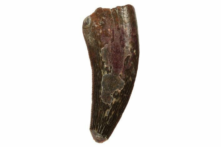 Raptor Tooth - Real Dinosaur Tooth #234941